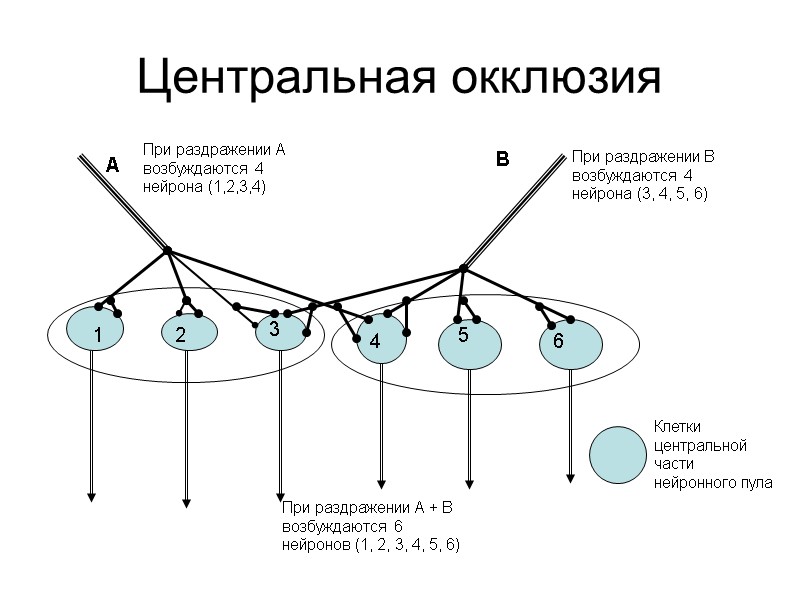 Центральная окклюзия 1 2 3 4 5 6 А В При раздражении А возбуждаются